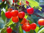 さくらんぼ狩り　Cherry picking